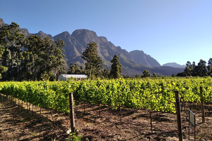 Private Package to Finest Vineyards - Stellenbosch pickup - Photo 1 of 12